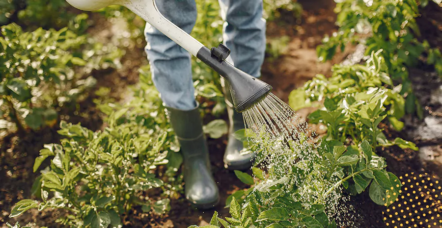 imagem de uma pessoa em uma horta regando plantas